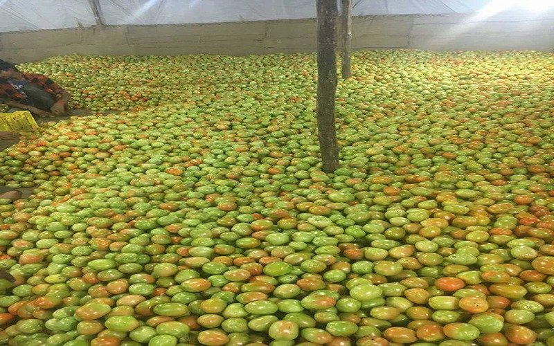 Bellary Big Size Red and Pink Onion (1)