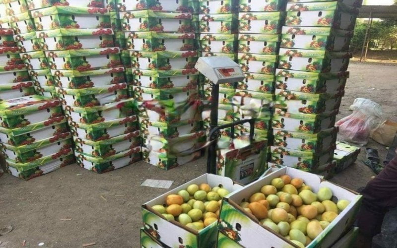 Fresh-7kg-Box-Packed-Green-Tomato-1