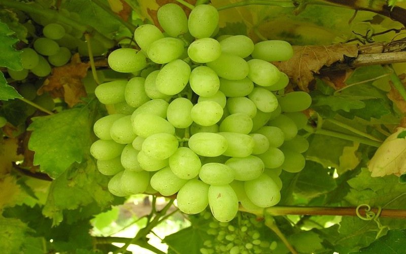 Fresh-Ganesh-Grapes1