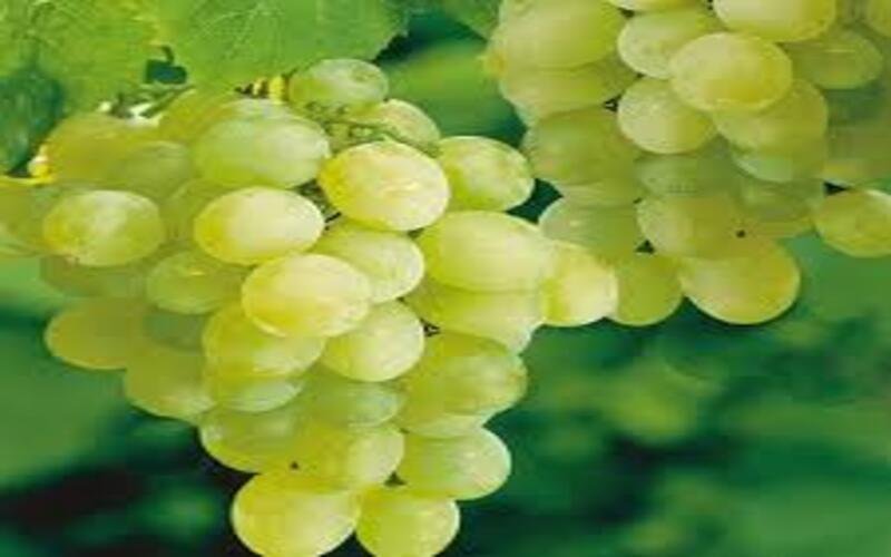 Fresh-Ganesh-Grapes2 (1)