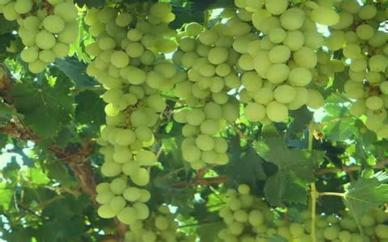 Fresh-Ganesh-Seedless-Grapes