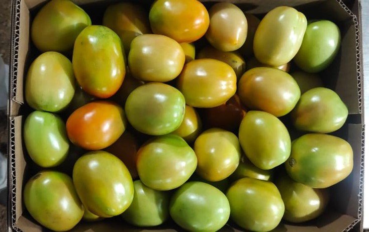 India-Fresh-Tomato-252196