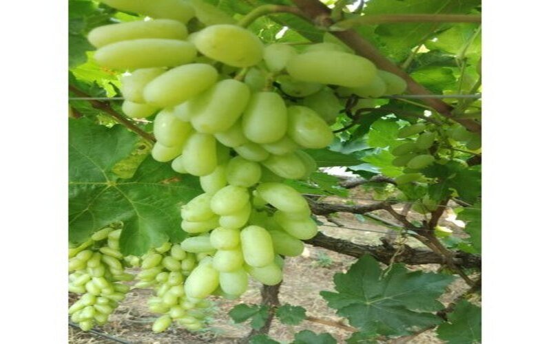 Sonaka-Green-Seedless-Grapes