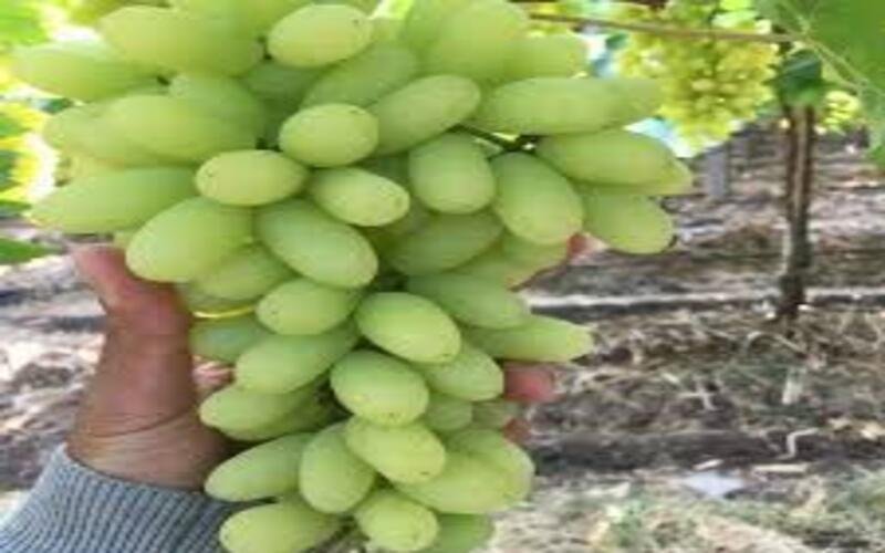 Sonaka-Green-Seedless-Grapes1