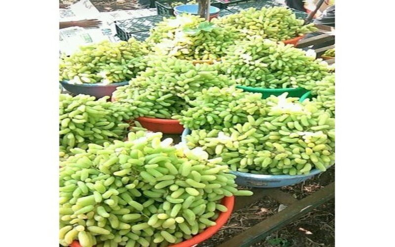 Super-Sonaka-Seedless-Green-Grapes