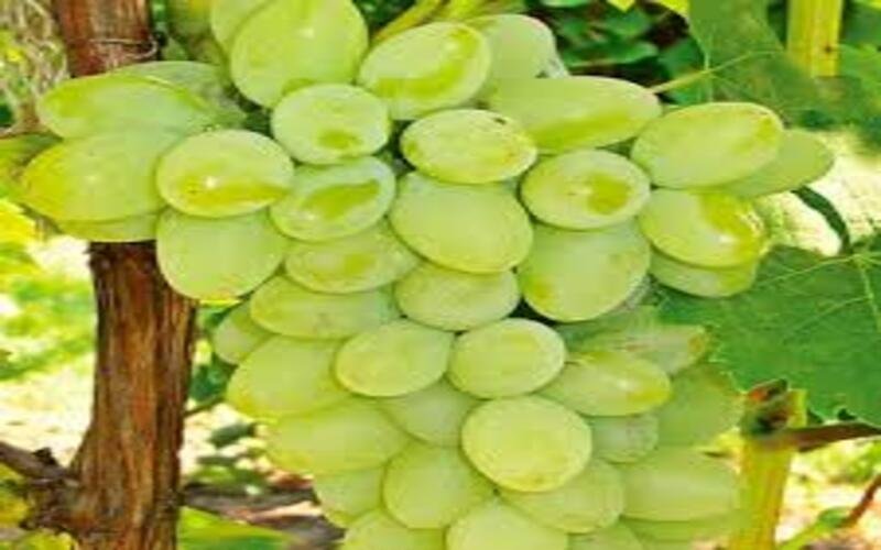 Thompson-Seedless-1