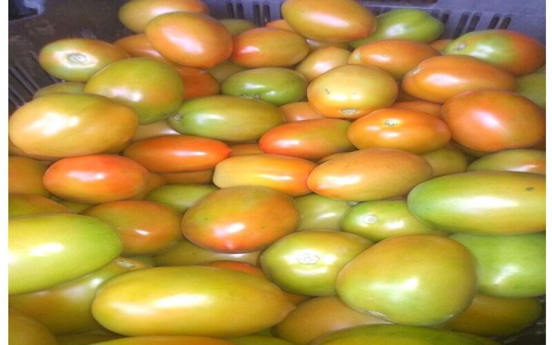 fresh-green-tomatoes