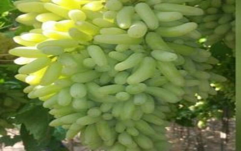 Super-Sonaka-Seedless-Green-Grapes